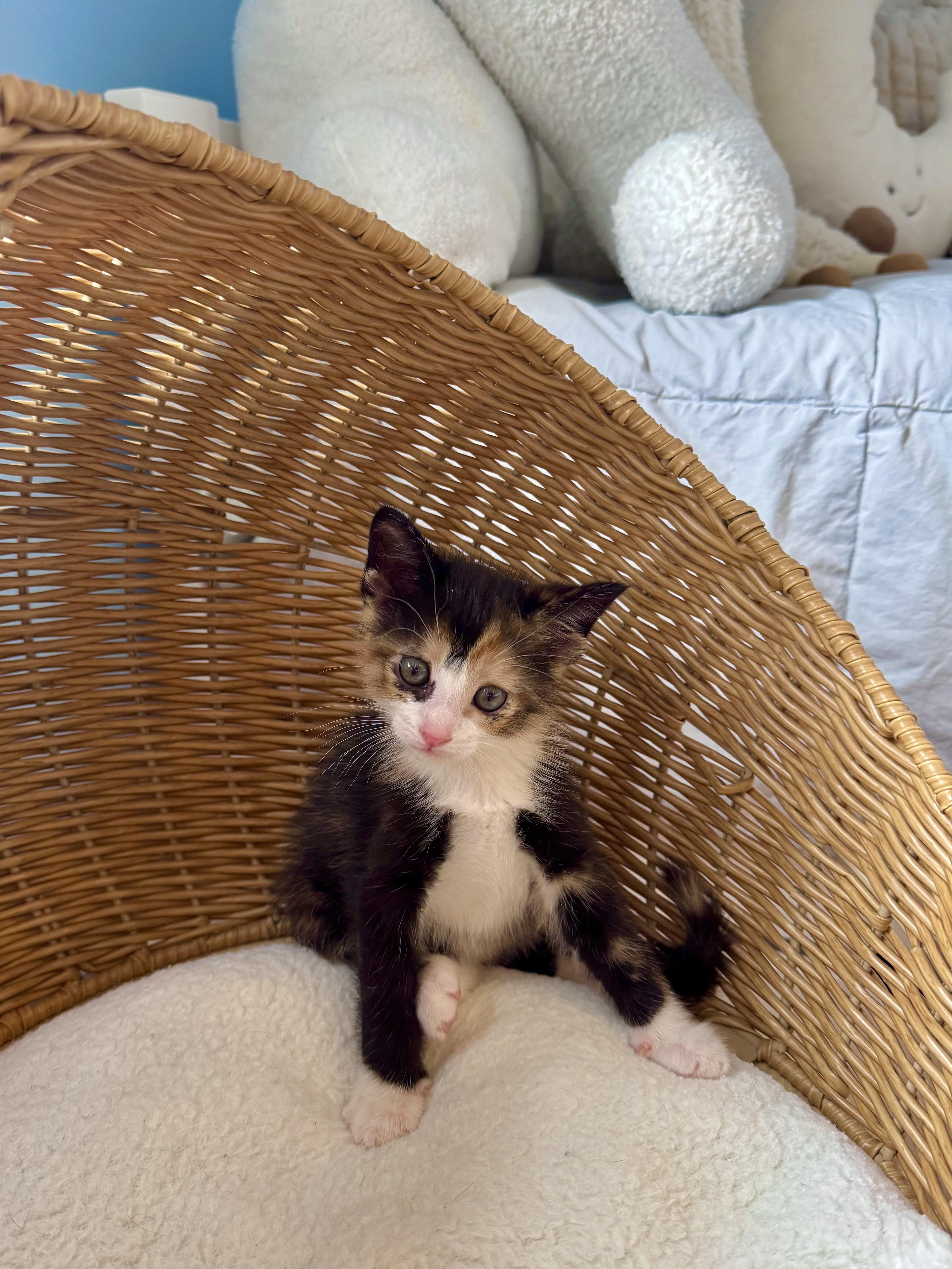 Enlarge Toffee, an adopted Domestic Short Hair in Ramsey, NJ image 2/6