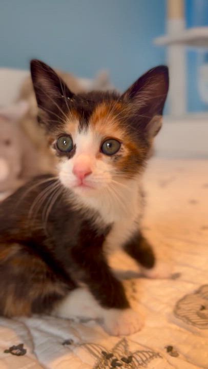 Enlarge Toffee, an adopted Domestic Short Hair in Ramsey, NJ video 3/6