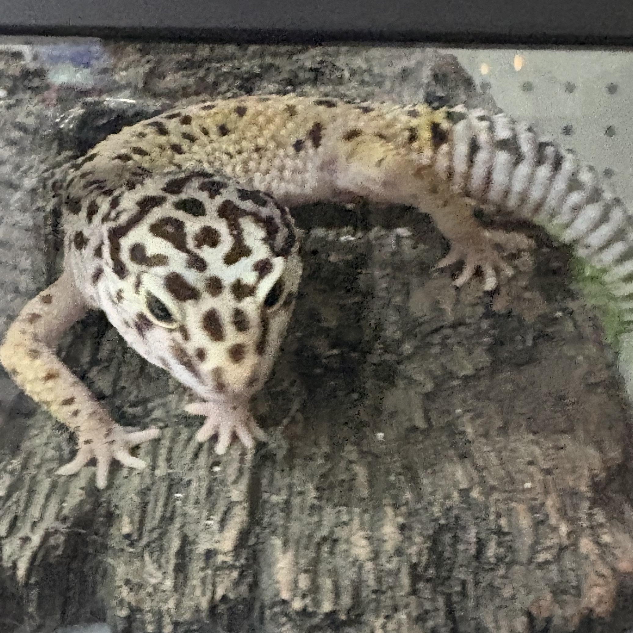 Boris, Adoptable, Adult Male Gecko.