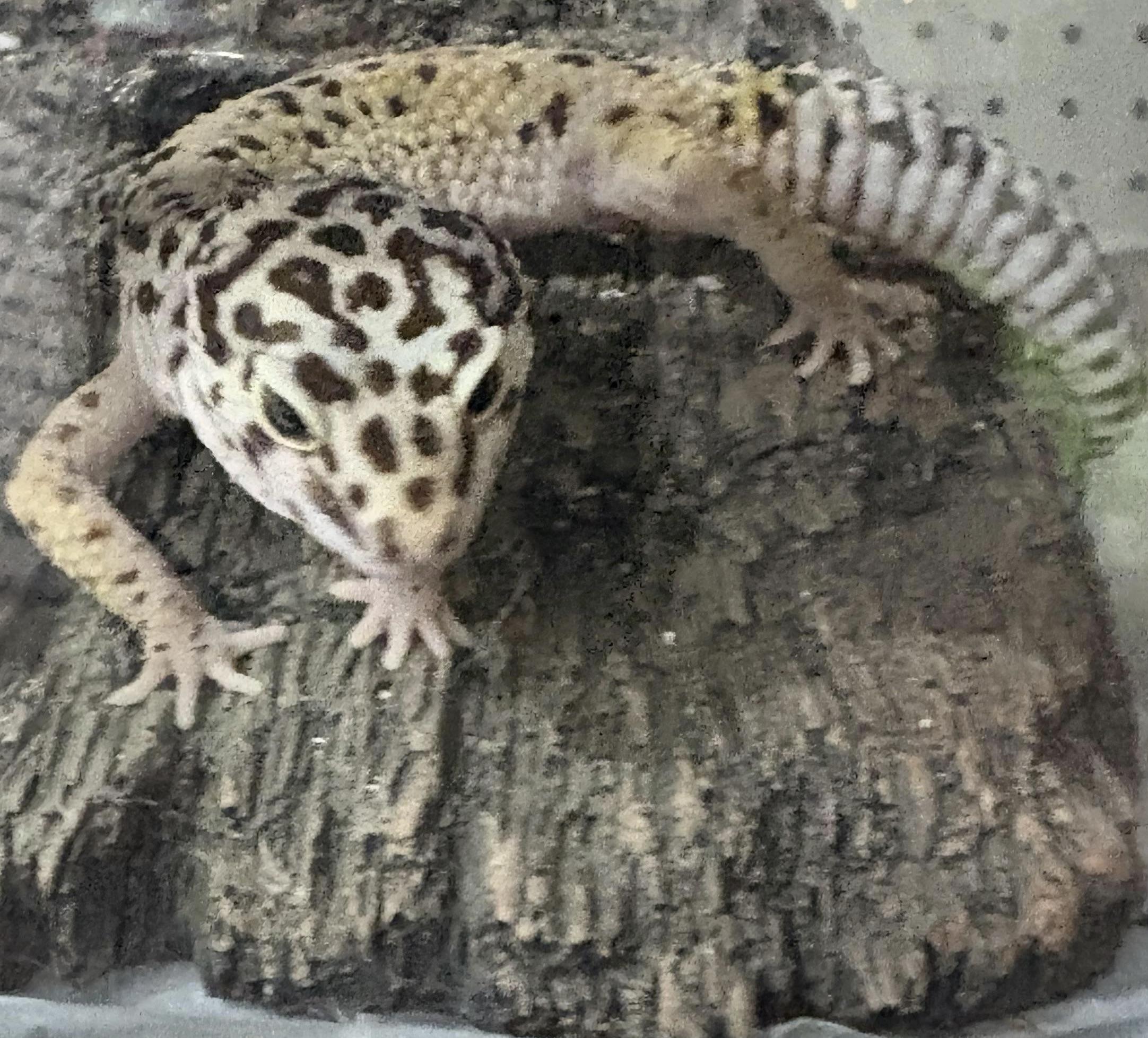Enlarge Boris, a Adoptable Gecko in Howell, NJ image 1/2