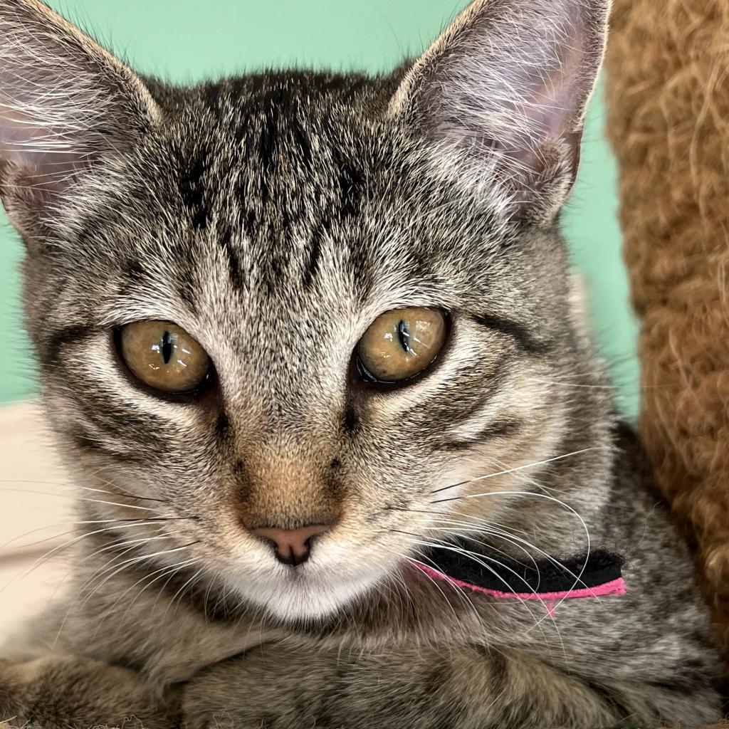 Enlarge Wendie, a Adoptable Domestic Short Hair in Houston, TX image 1/1