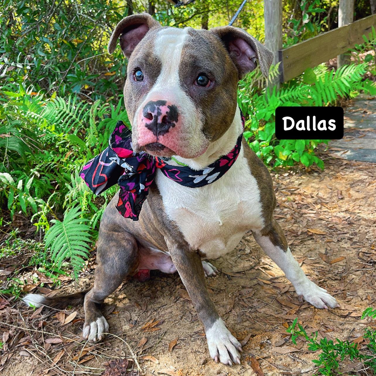 Dallas