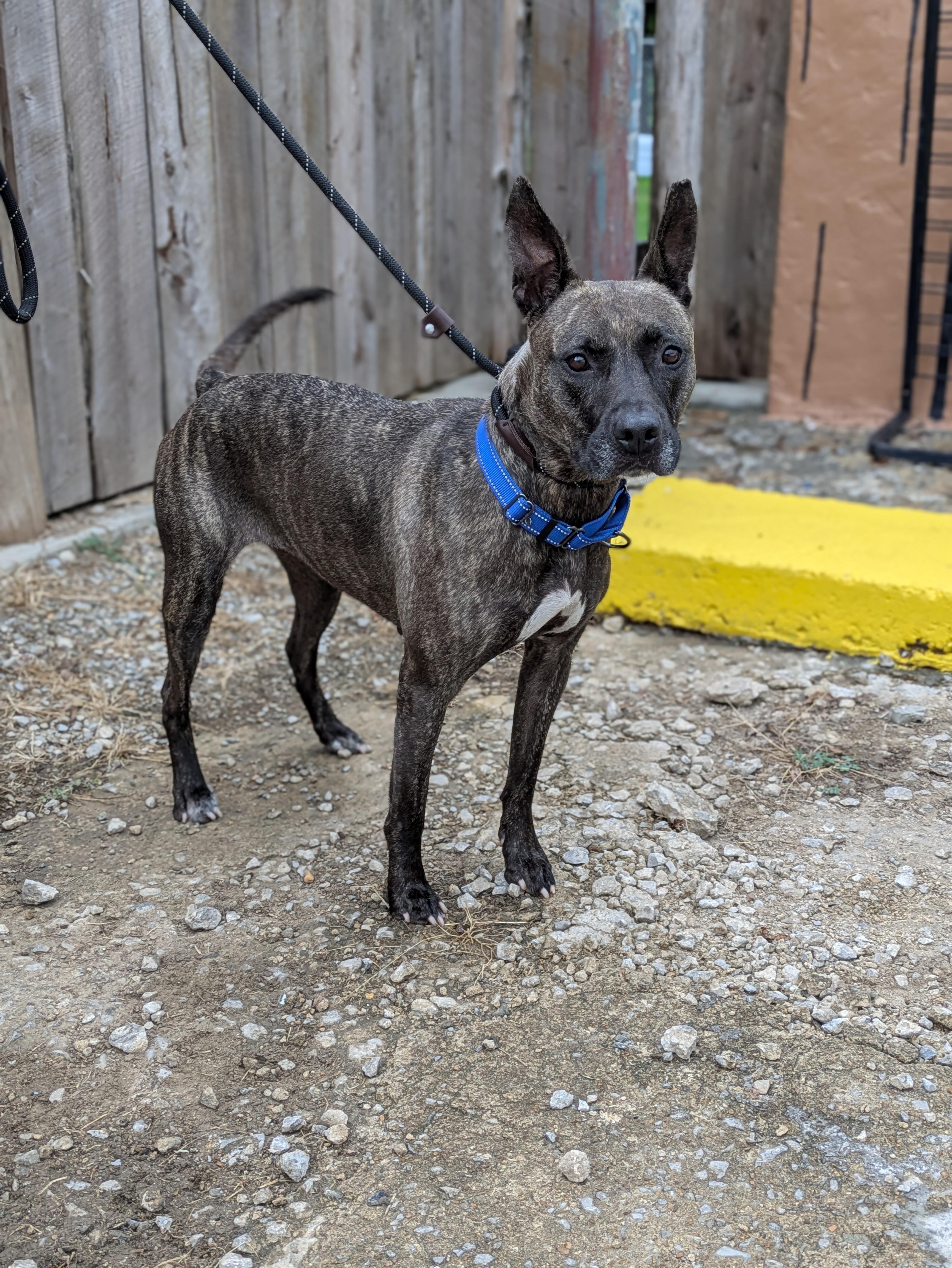 Winnie, Adoptable, Adult Female Belgian Shepherd / Malinois.