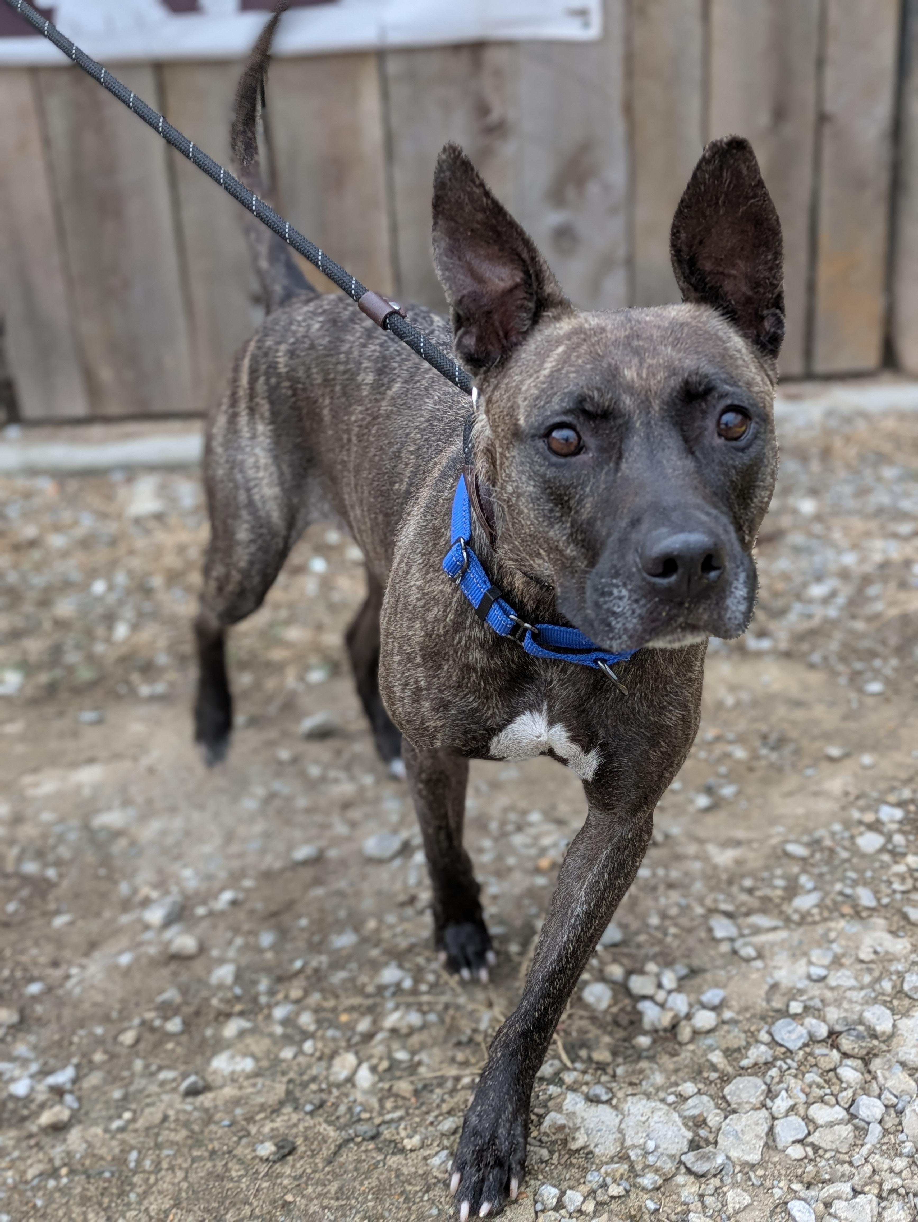 Enlarge Winnie, a Adoptable mixed breed in Huntsville, AL image 2/2