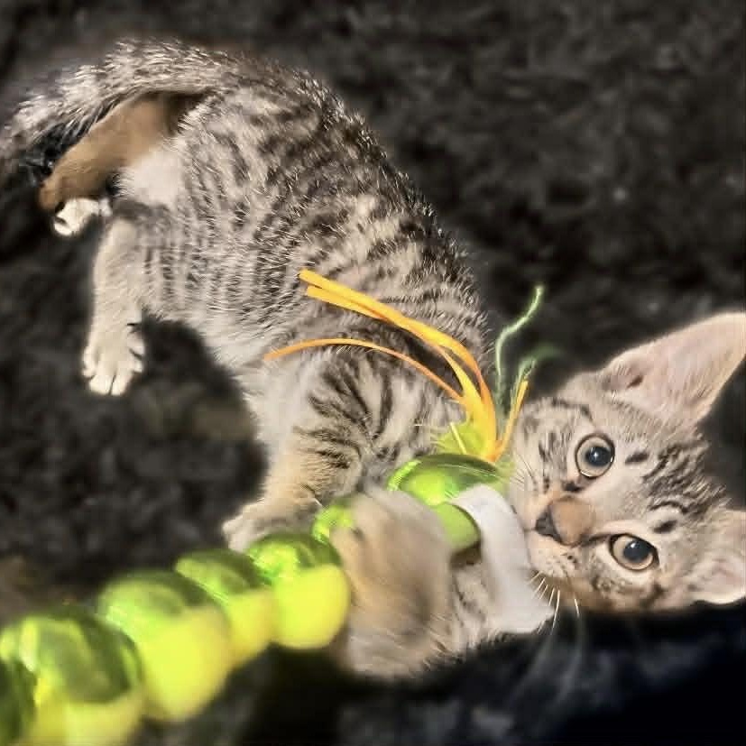 Enlarge Dill, a ADOPTABLE American Shorthair in Danbury, CT image 2/2