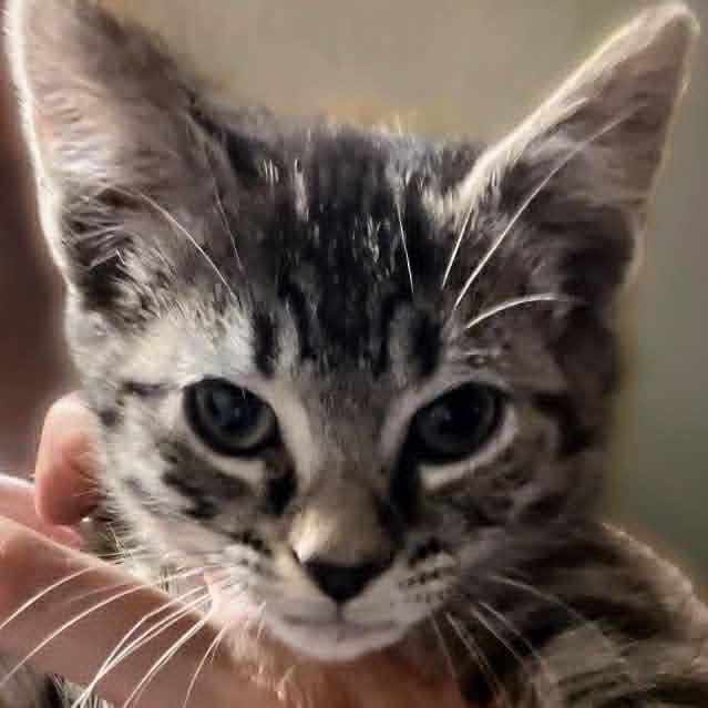 Dill, ADOPTABLE, Kitten Male American Shorthair.
