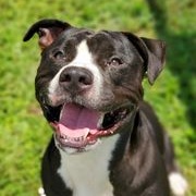 Jake, an adoptable Mixed Breed in Myrtle Beach, SC, 29577 | Photo Image 3