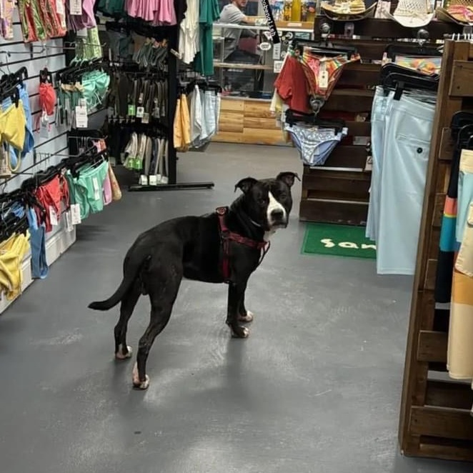 Jake, a Adoptable Mixed Breed in Myrtle Beach, SC image 4/6