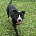 Jake, a Adoptable Mixed Breed in Myrtle Beach, SC image 5/6