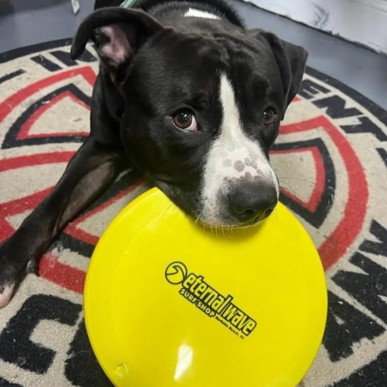 Jake, a Adoptable Mixed Breed in Myrtle Beach, SC image 2/6