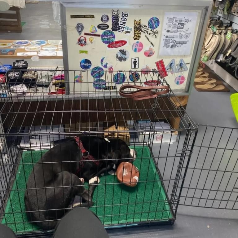 Jake, a Adoptable Mixed Breed in Myrtle Beach, SC image 6/6