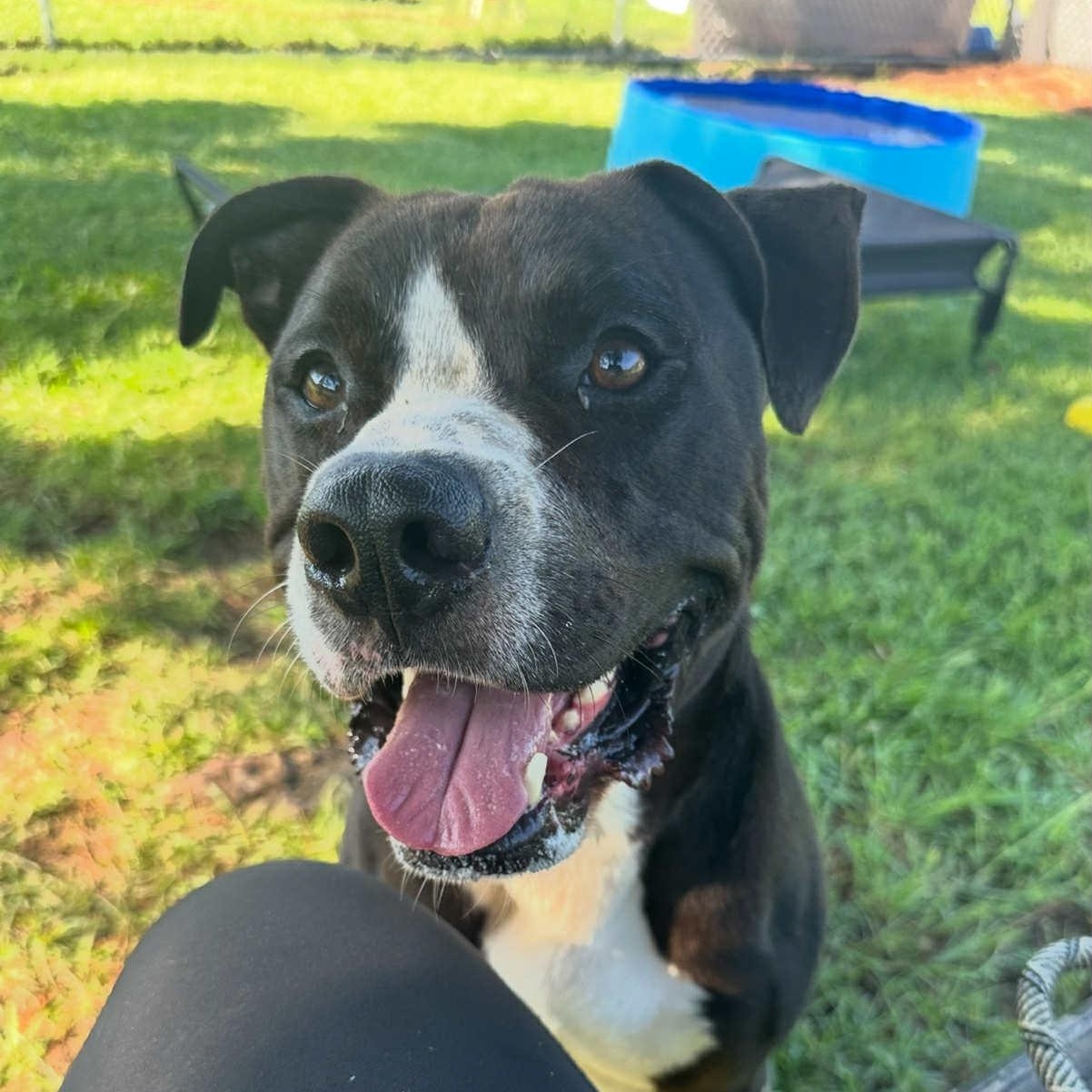 Jake, a Adoptable Mixed Breed in Myrtle Beach, SC image 1/6
