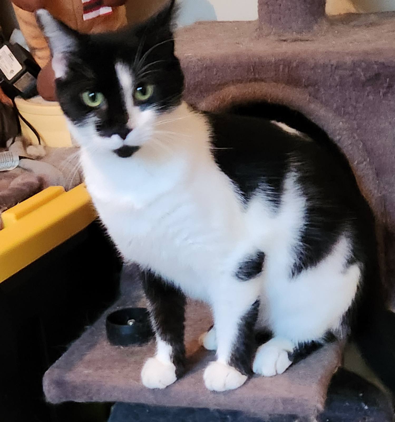 Billy, a Adoptable Domestic Short Hair in Columbia, SC image 2/3