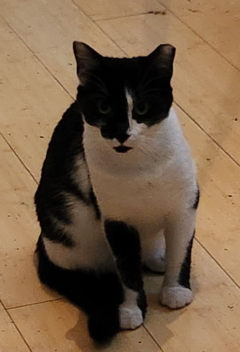 Billy, a Adoptable Domestic Short Hair in Columbia, SC image 3/3