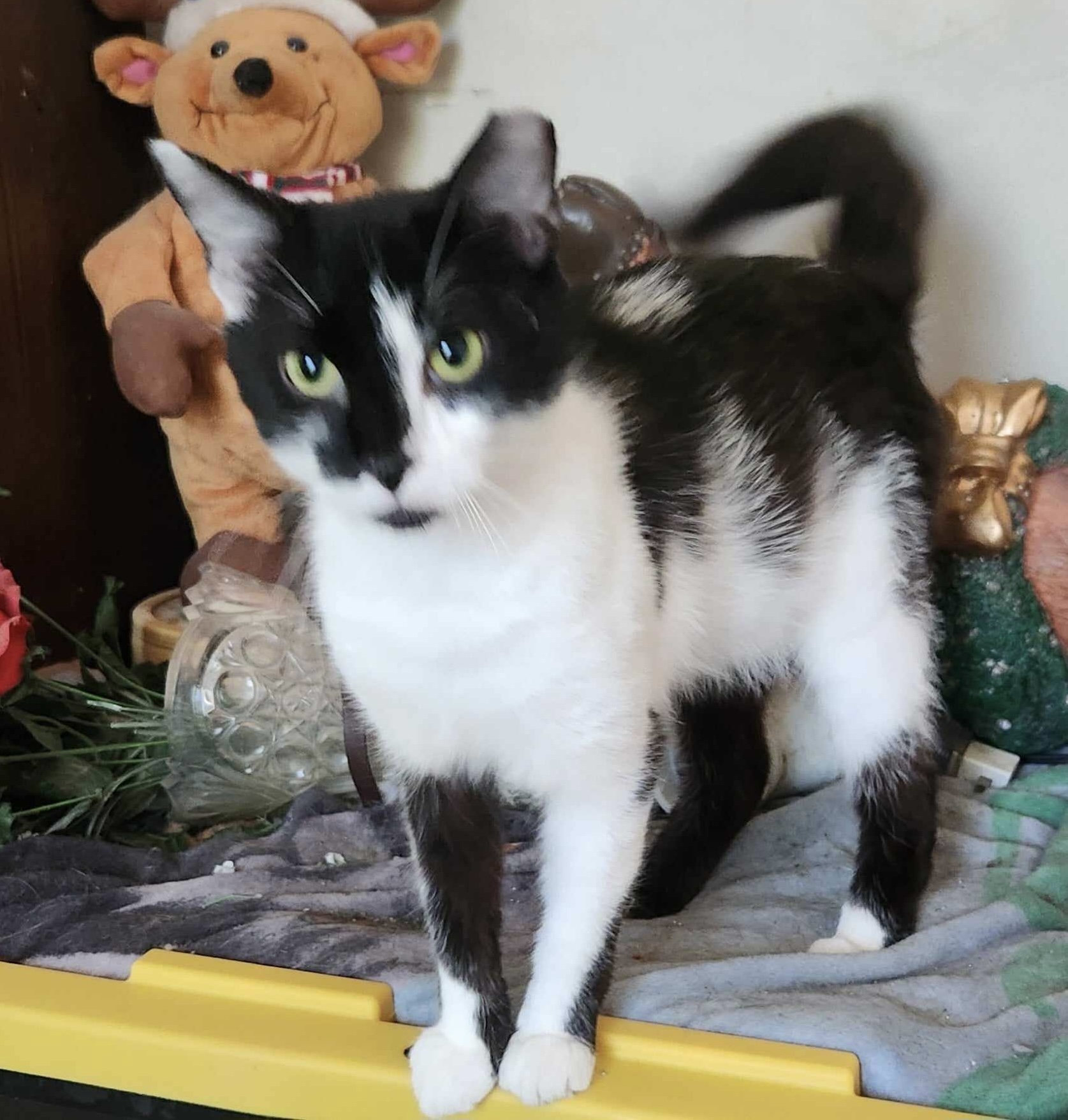 Billy, a Adoptable Domestic Short Hair in Columbia, SC image 1/3