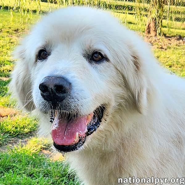 Mason in KY - Soft-hearted & Devoted, Adopted, Adult Male Great Pyrenees.