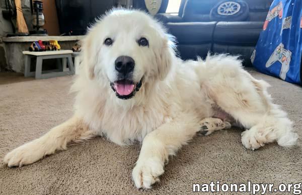 Enlarge Mason in KY - Soft-hearted & Devoted, a Adopted Great Pyrenees in Lexington, KY image 2/4