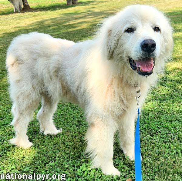 Enlarge Mason in KY - Soft-hearted & Devoted, a Adopted Great Pyrenees in Lexington, KY image 3/4