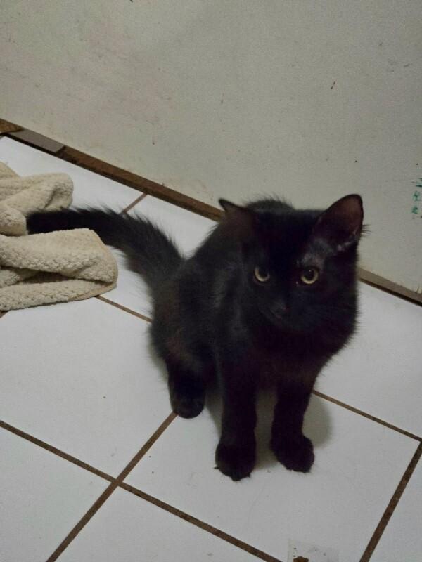 Enlarge Willow, a Adoptable Domestic Medium Hair in Diamond Springs, CA image 1/3