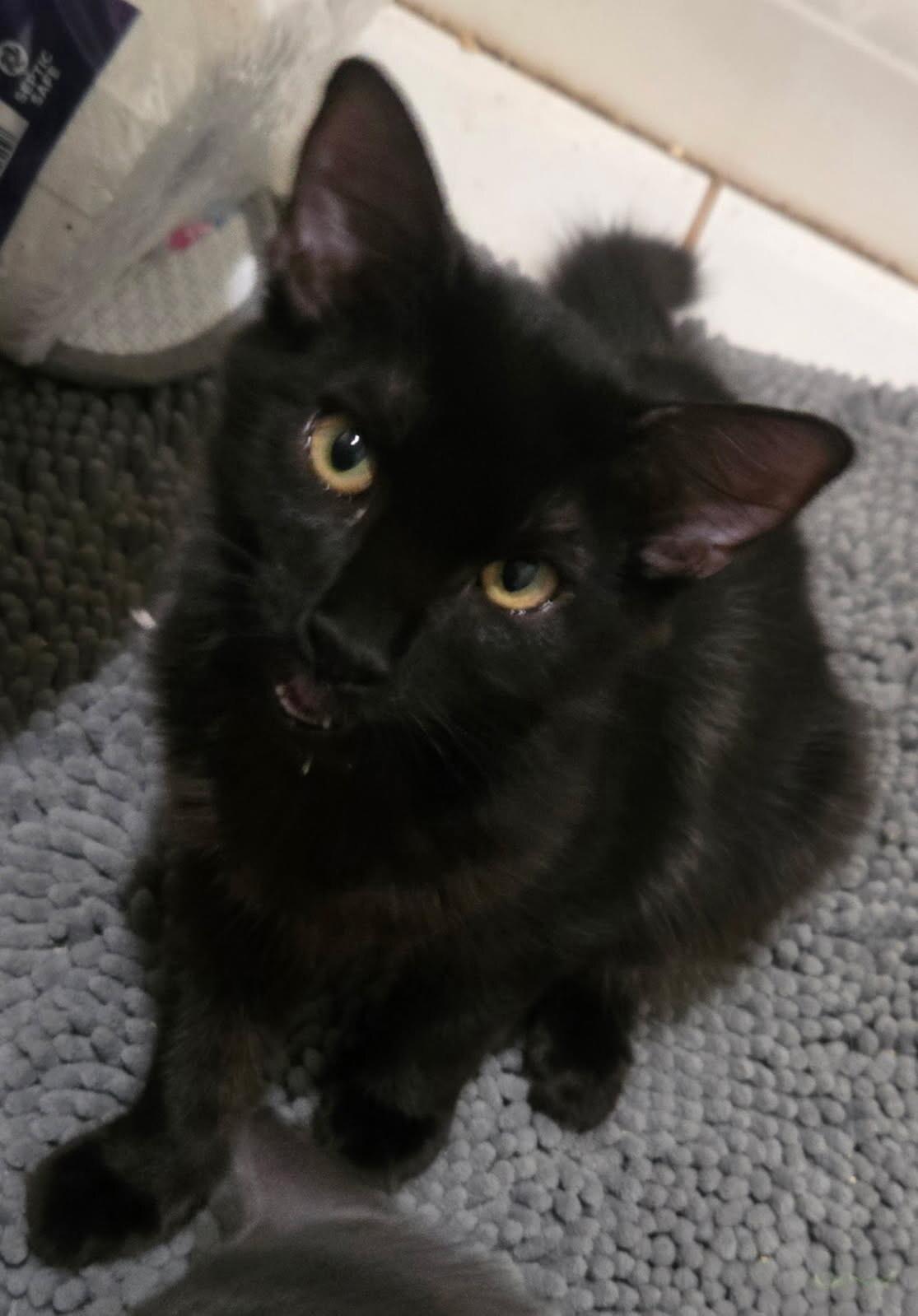 Enlarge Willow, a Adoptable Domestic Medium Hair in Diamond Springs, CA image 2/3