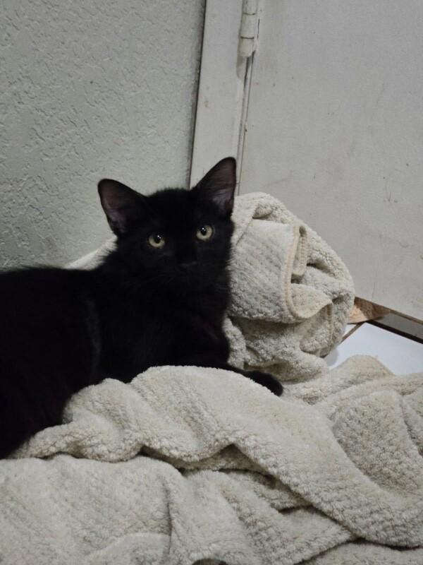 Enlarge Willow, a Adoptable Domestic Medium Hair in Diamond Springs, CA image 3/3