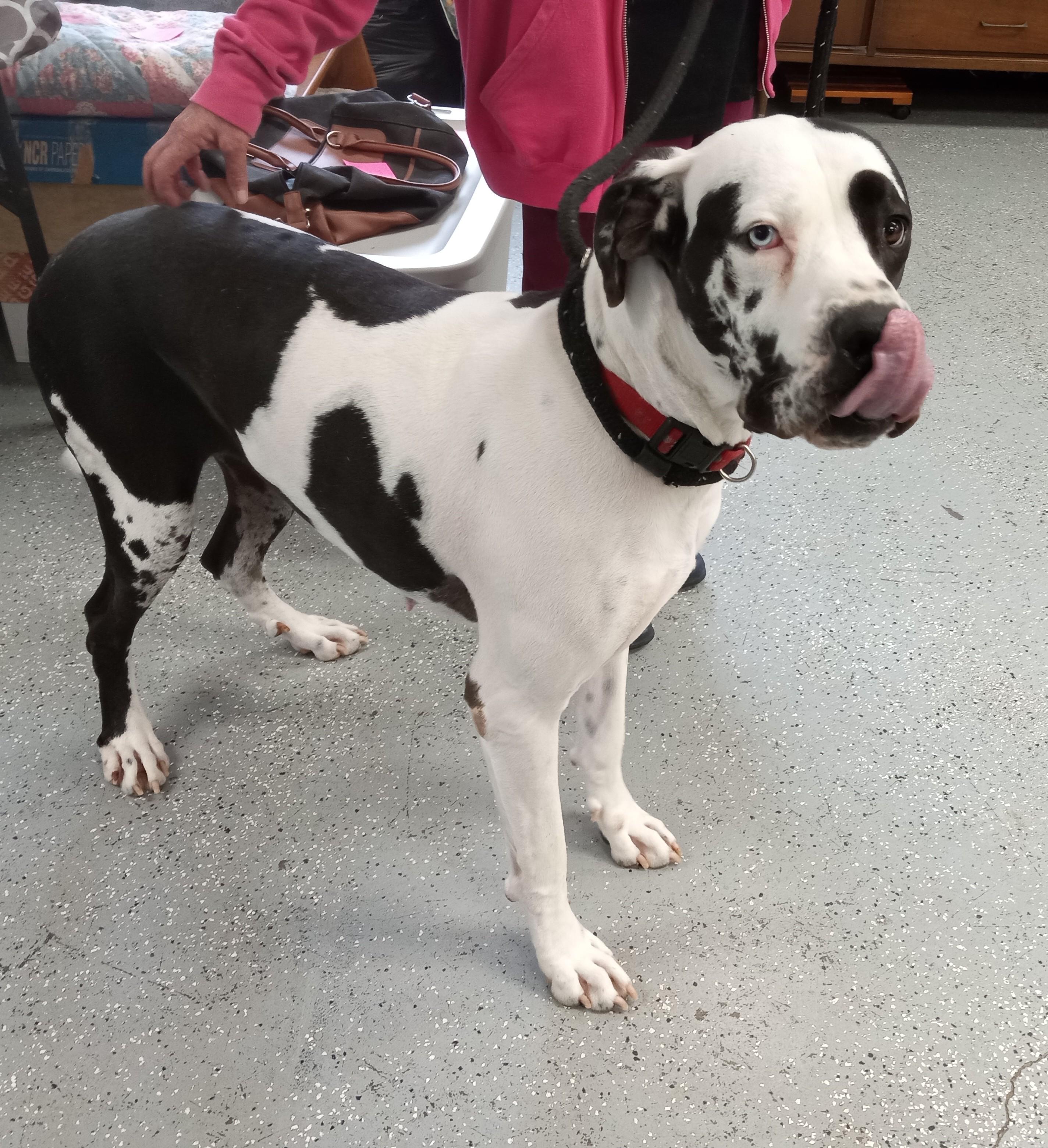 Enlarge Mia, a Adoptable mixed breed in Maynardville, TN image 2/2