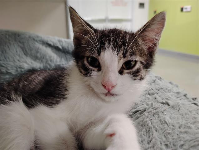 Enlarge ZEE, a Adoptable Domestic Short Hair in San Martin, CA image 1/1