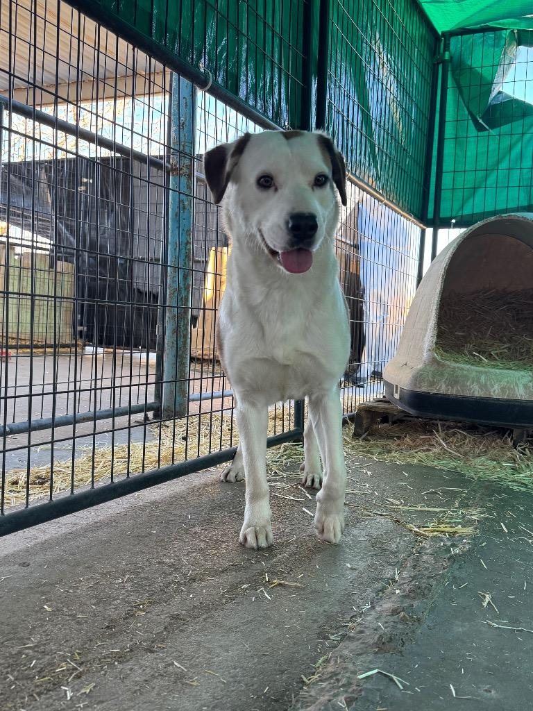 Enlarge Shelby, a Adoptable Hound in Big Spring, TX image 1/1