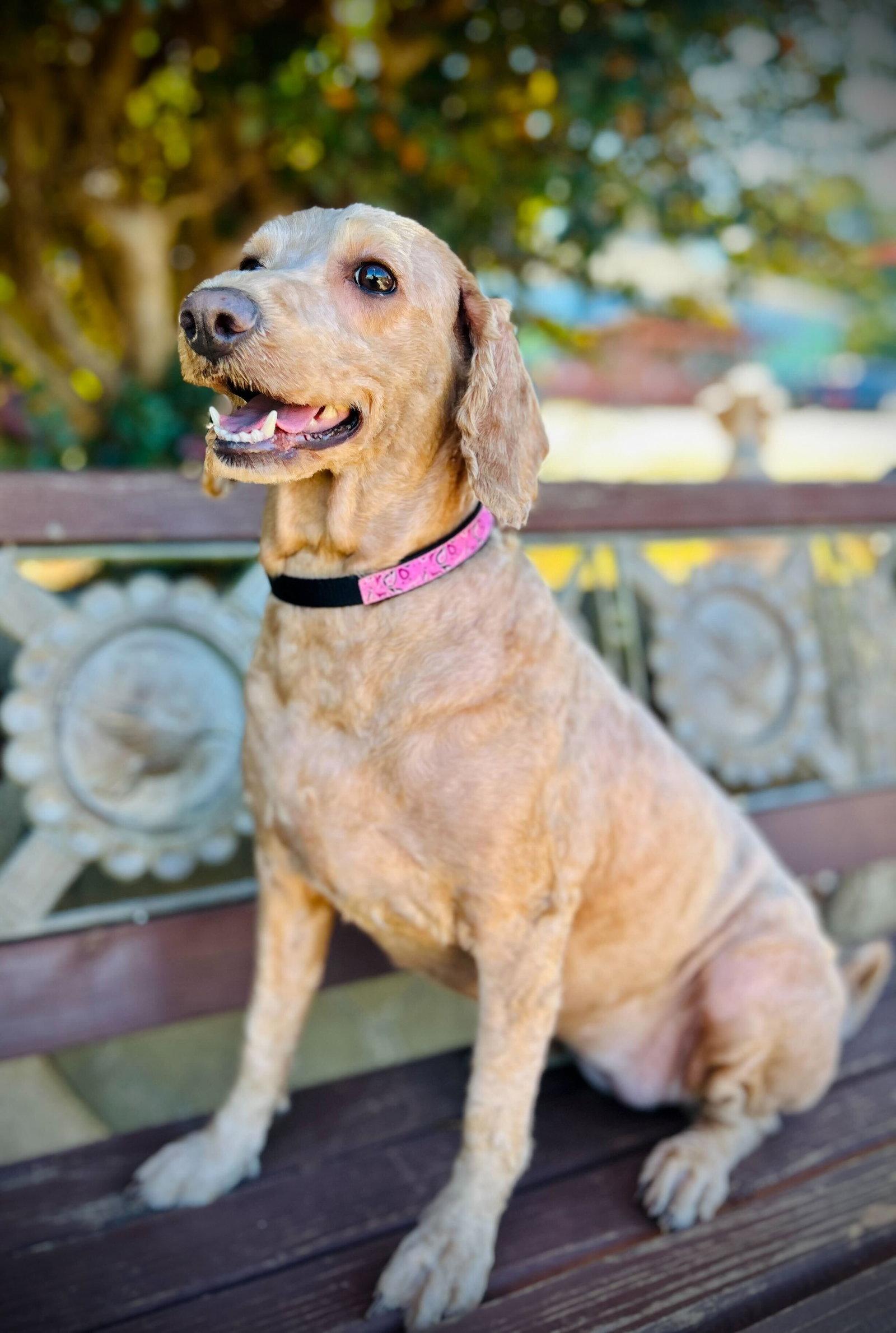 Minnie Oct 25, Adopted, Adult Female Standard Poodle & Golden Retriever.