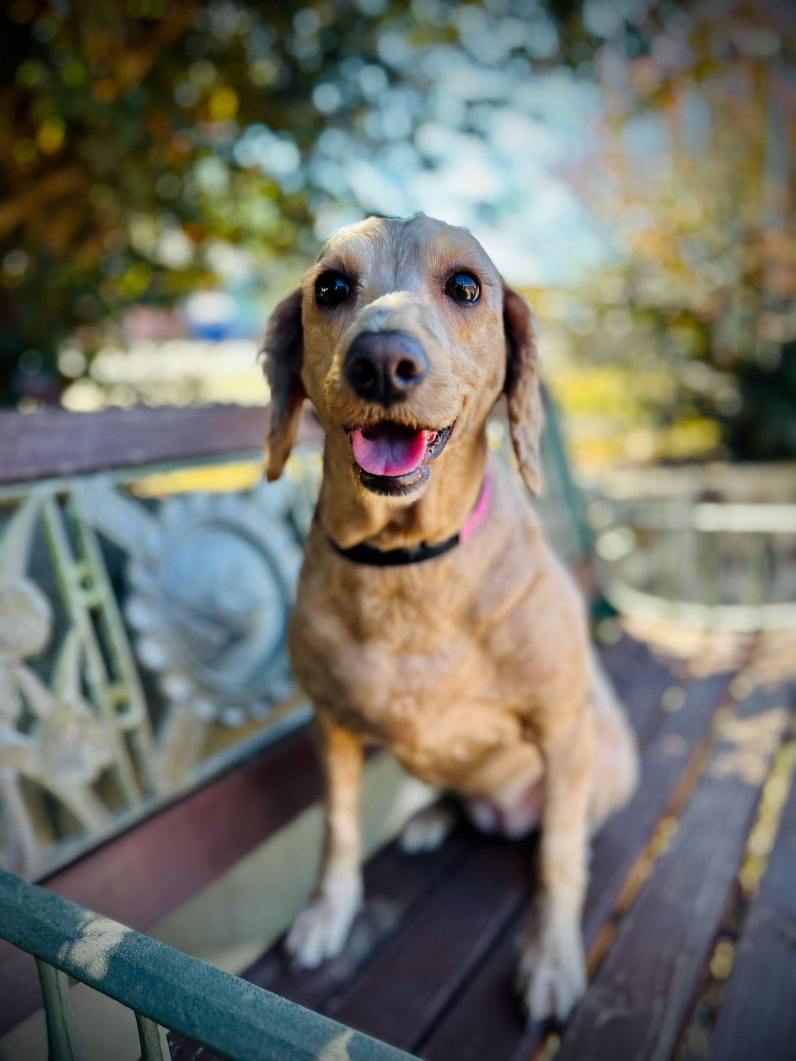 Enlarge Minnie Oct 25, a Adopted mixed breed in Pacolet, SC image 2/3
