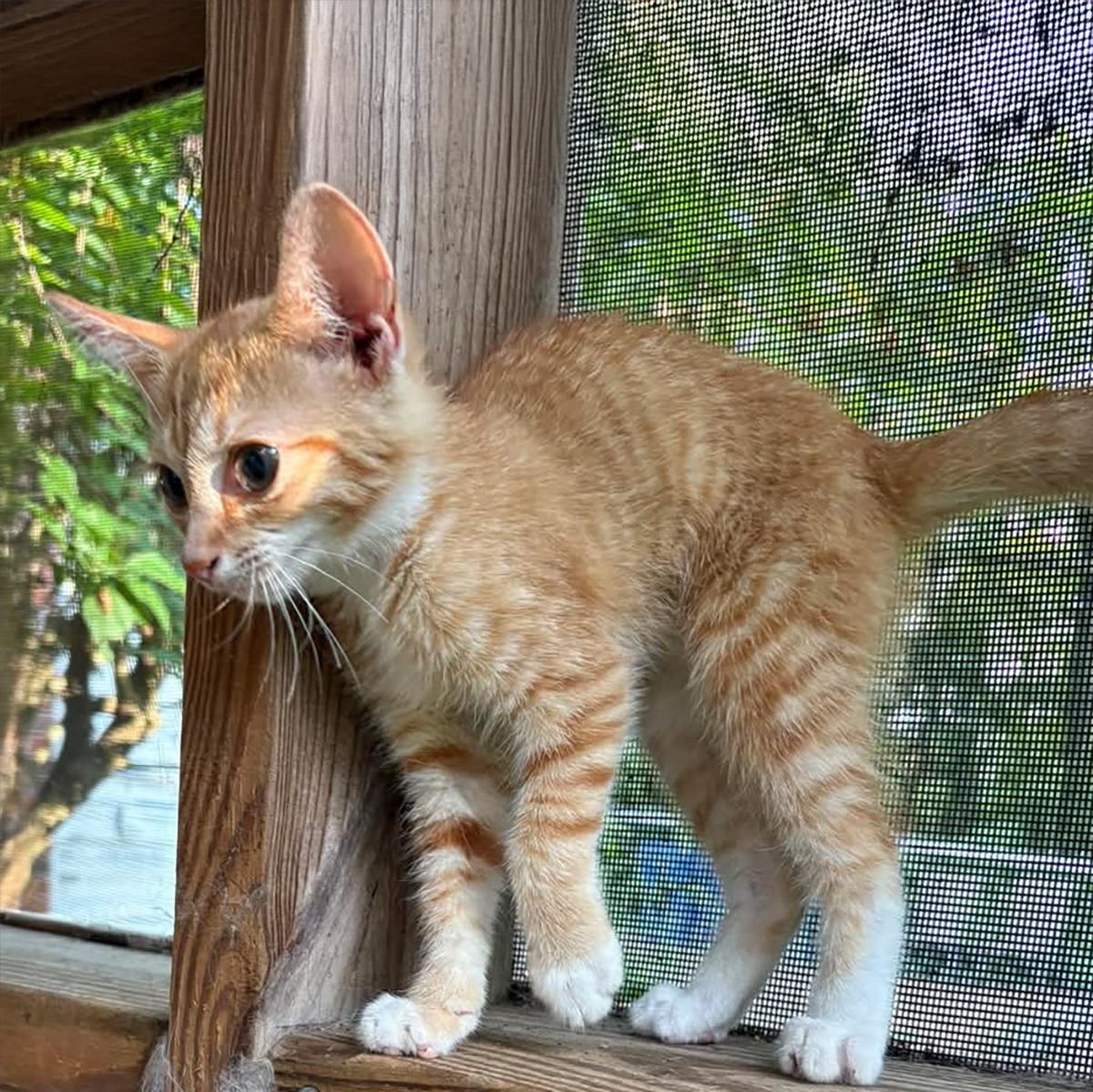 Francie S., Adoptable, Kitten Female Domestic Short Hair & Tabby.