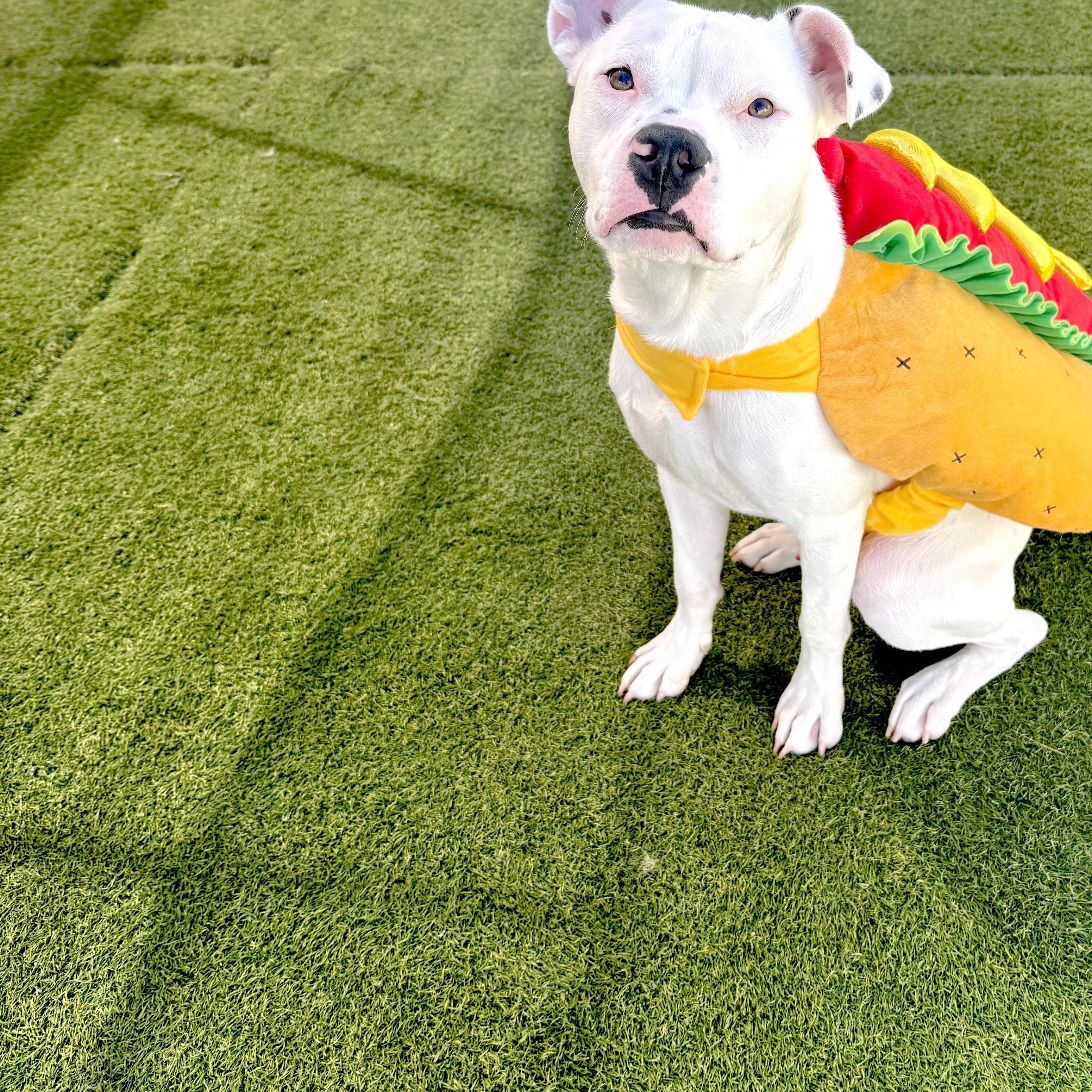 Enlarge Marshmallow, a Adoptable Pit Bull Terrier in Sun Valley, CA image 4/5