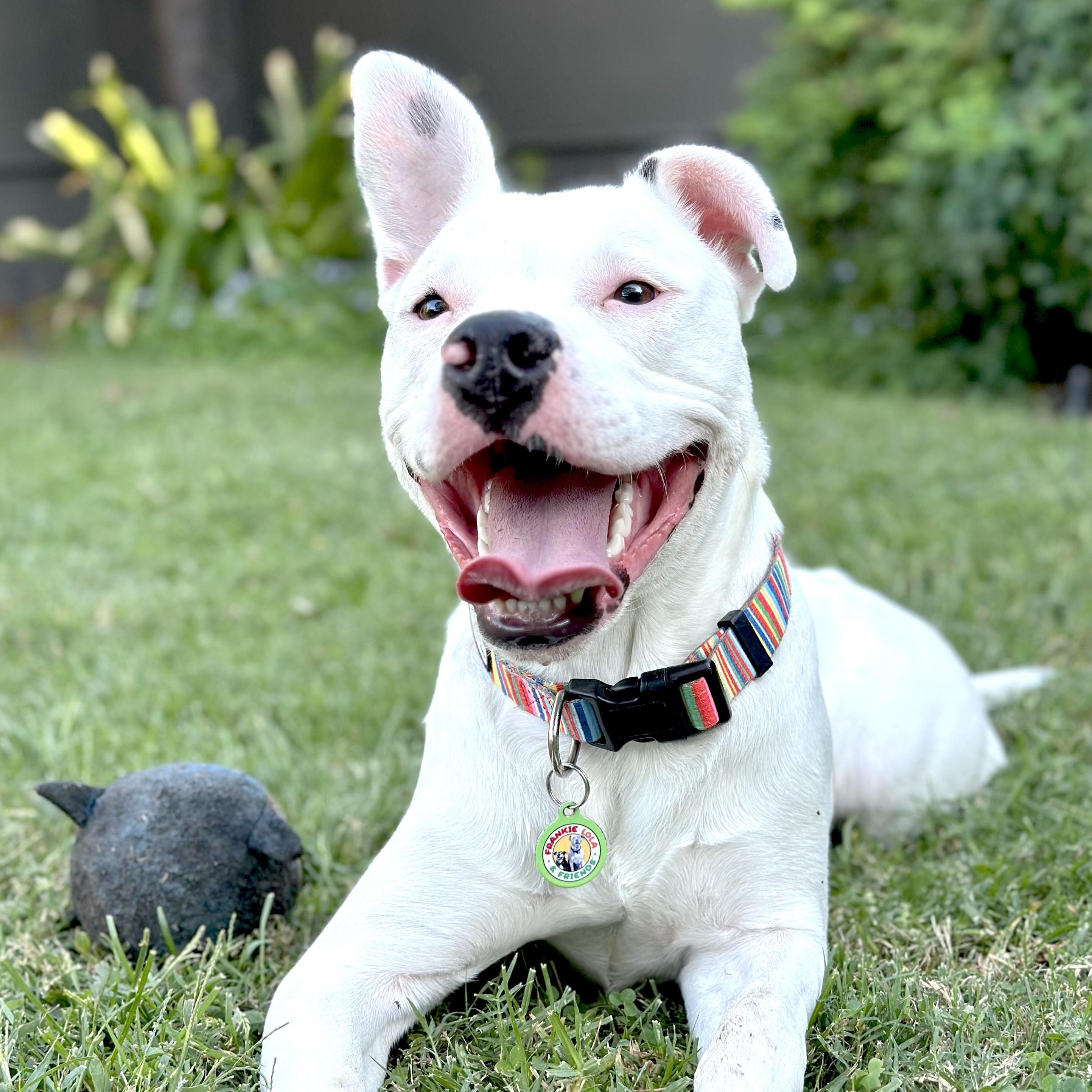 Enlarge Marshmallow, a Adoptable Pit Bull Terrier in Sun Valley, CA image 1/5