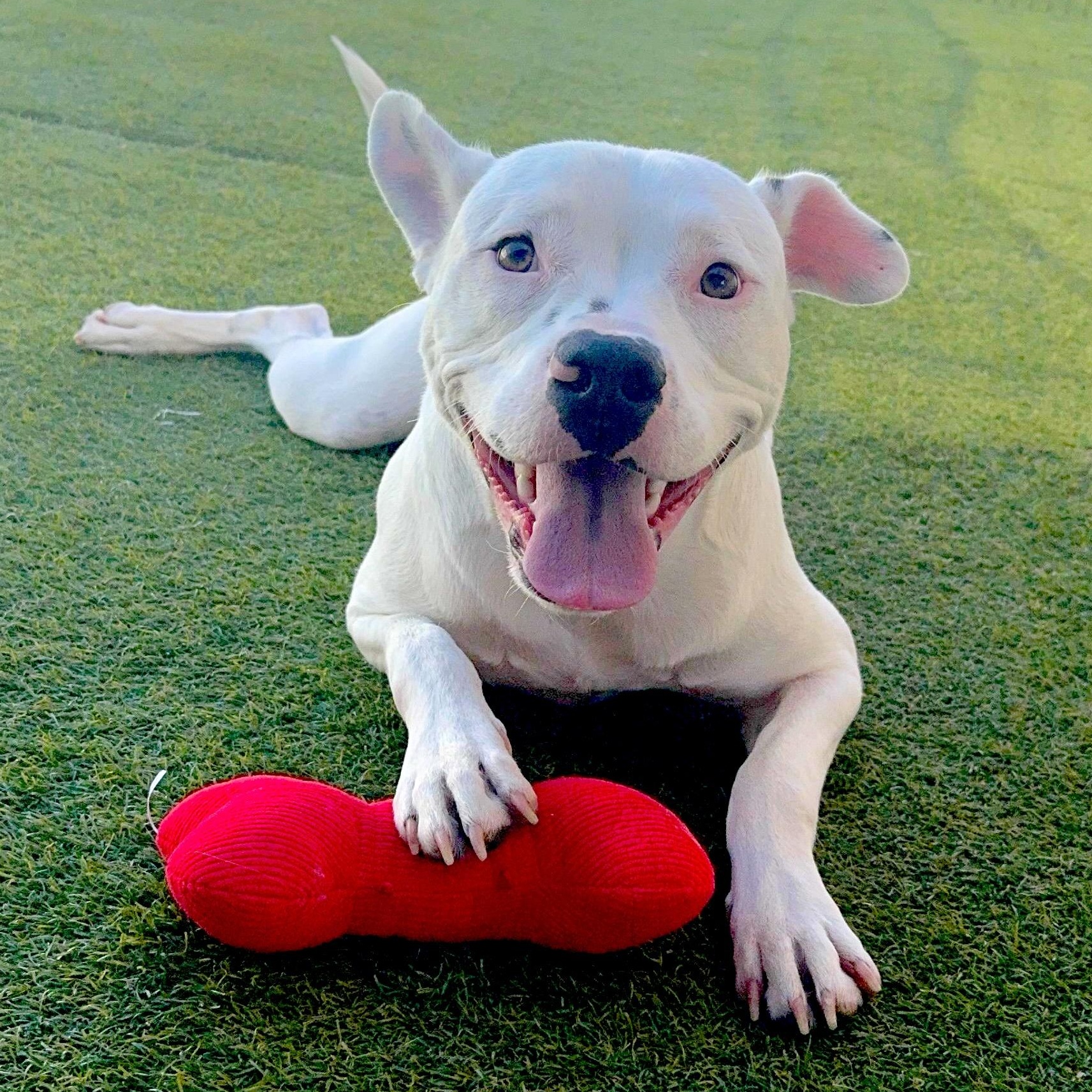 Enlarge Marshmallow, a Adoptable Pit Bull Terrier in Sun Valley, CA image 5/5