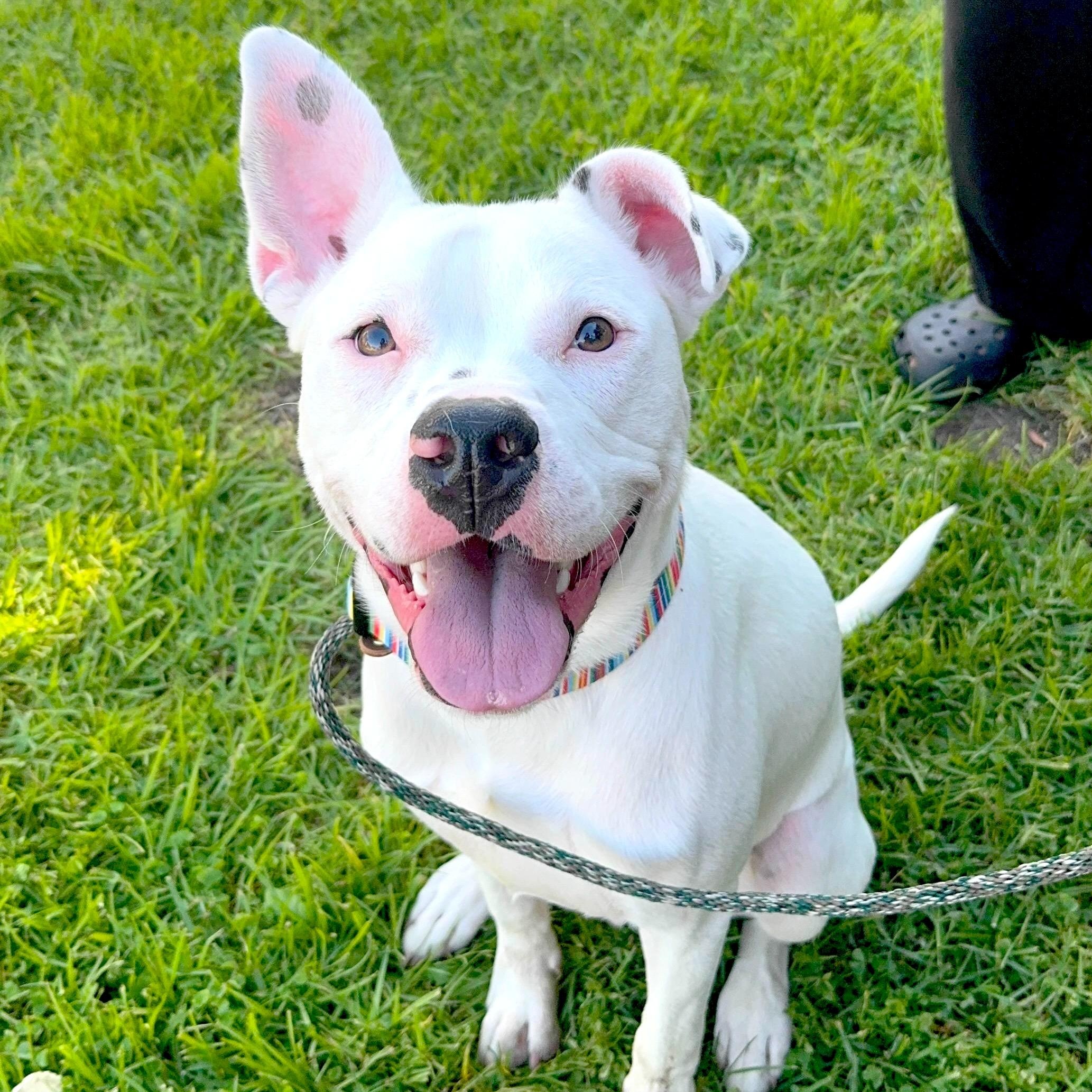 Enlarge Marshmallow, a Adoptable Pit Bull Terrier in Sun Valley, CA image 3/5