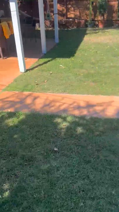 Enlarge Marshmallow, a Adoptable Pit Bull Terrier in Sun Valley, CA video 2/5