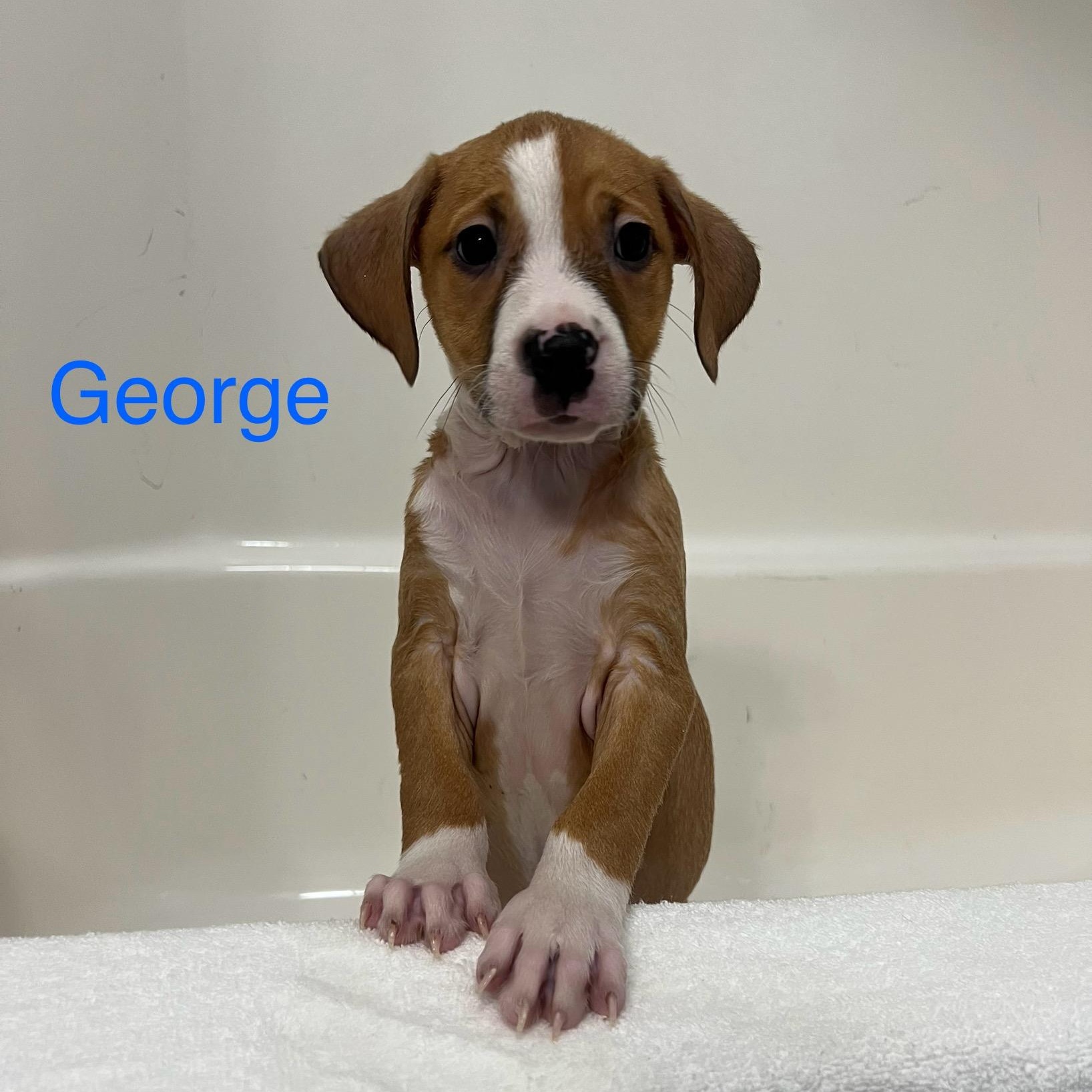 Enlarge George, an adopted mixed breed in Davisburg, MI image 2/2