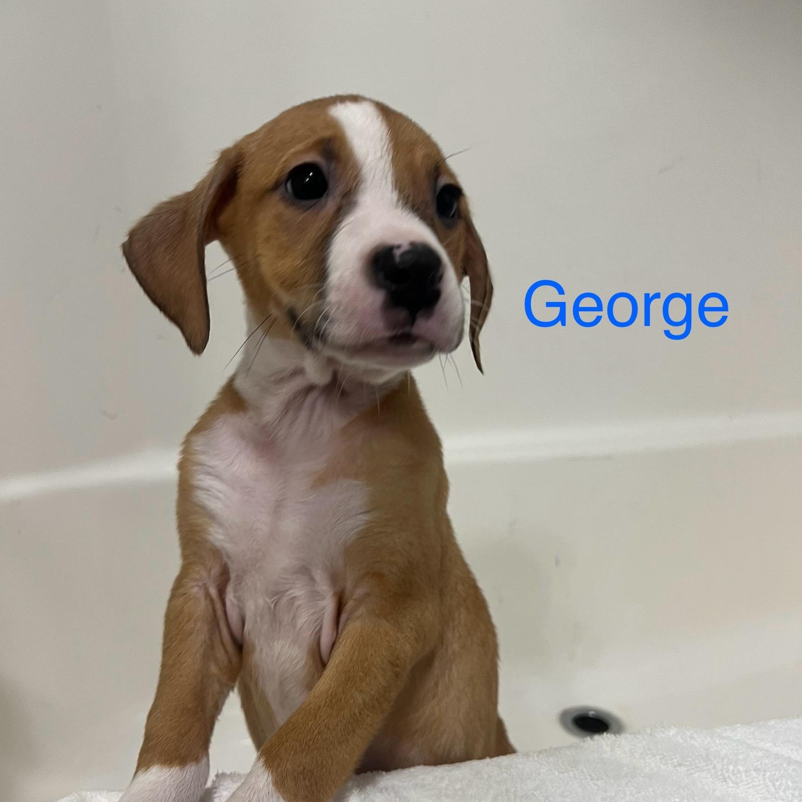 Enlarge George, an adopted mixed breed in Davisburg, MI image 1/2