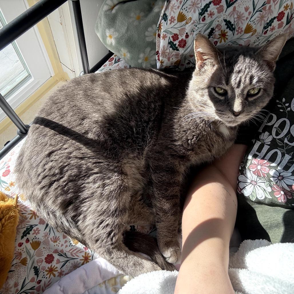 Enlarge Sal, a Adoptable Domestic Short Hair in Granville, OH image 1/6