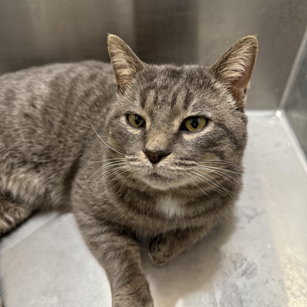 Enlarge Sal, a Adoptable Domestic Short Hair in Granville, OH image 2/6