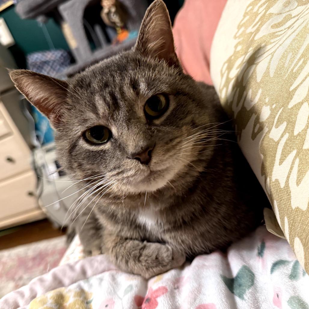 Enlarge Sal, a Adoptable Domestic Short Hair in Granville, OH image 3/6