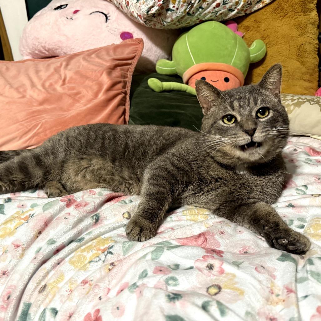 Enlarge Sal, a Adoptable Domestic Short Hair in Granville, OH image 4/6