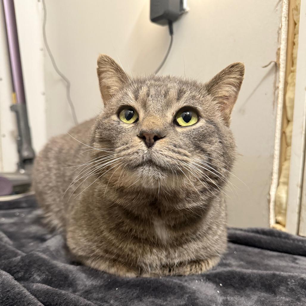 Enlarge Sal, a Adoptable Domestic Short Hair in Granville, OH image 5/6