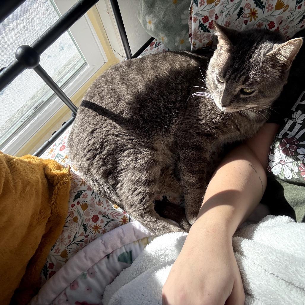 Enlarge Sal, a Adoptable Domestic Short Hair in Granville, OH image 6/6