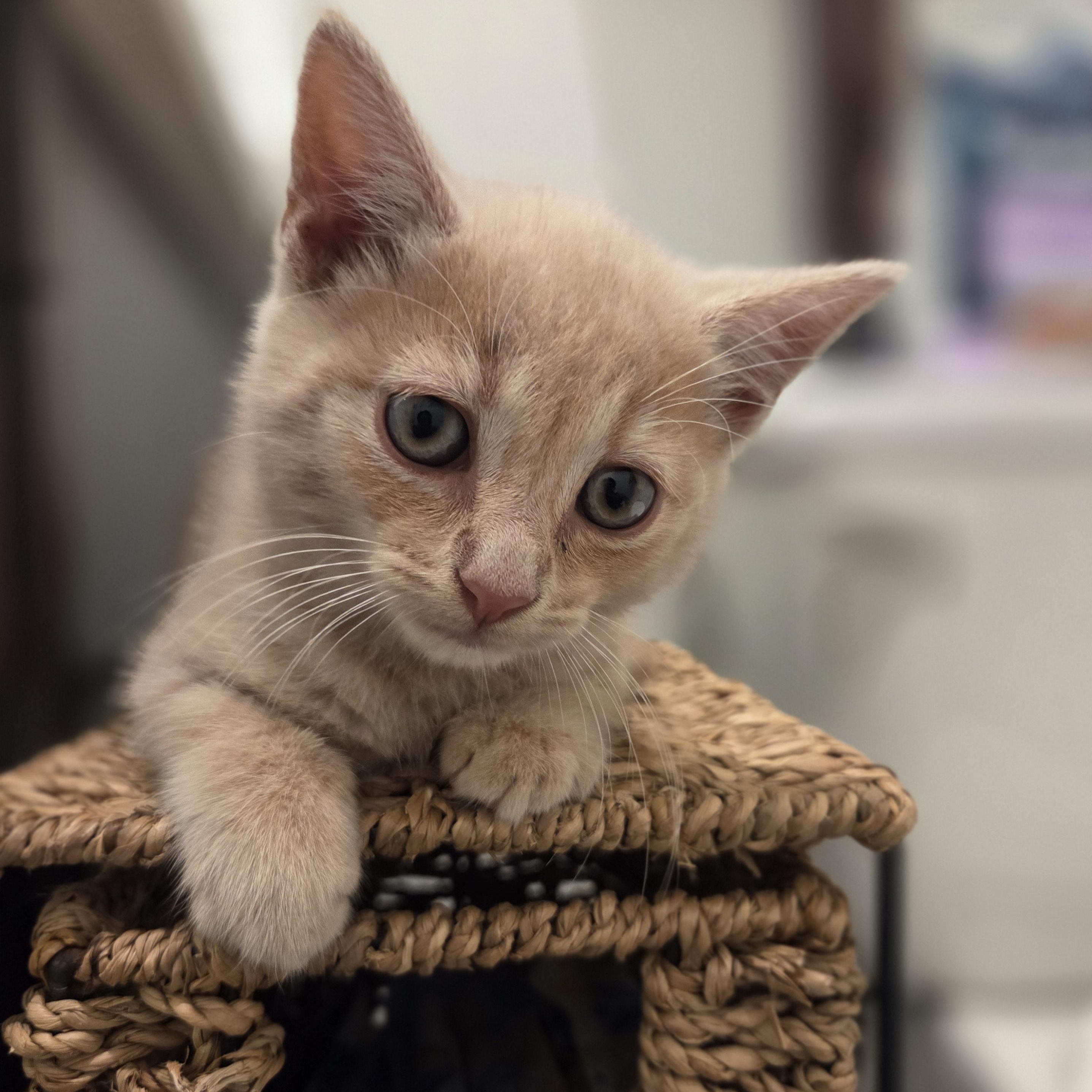 Colby, Adoptable, Kitten Male Tabby.