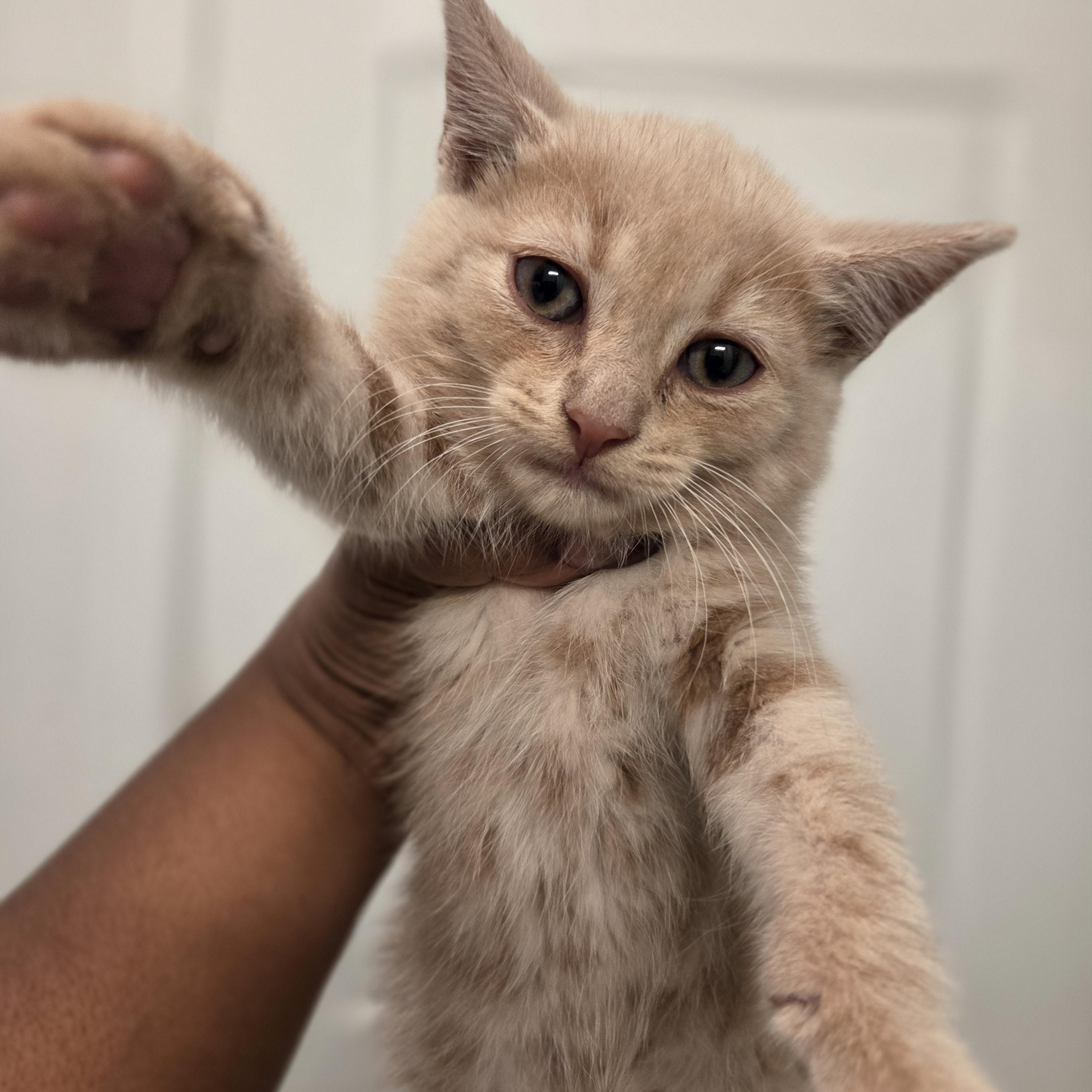 Enlarge Colby, a Adoptable Tabby in Bayonne, NJ image 3/3