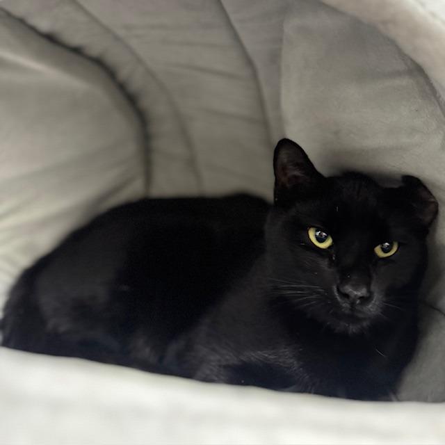 Zia, Adoptable, Adult Male Domestic Short Hair.