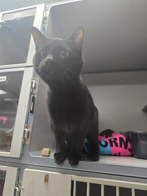 Enlarge WALLY, a Adoptable Domestic Short Hair in Aliquippa, PA image 1/1