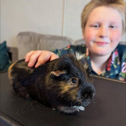 Bebe, Adoptable, Young Female Guinea Pig.