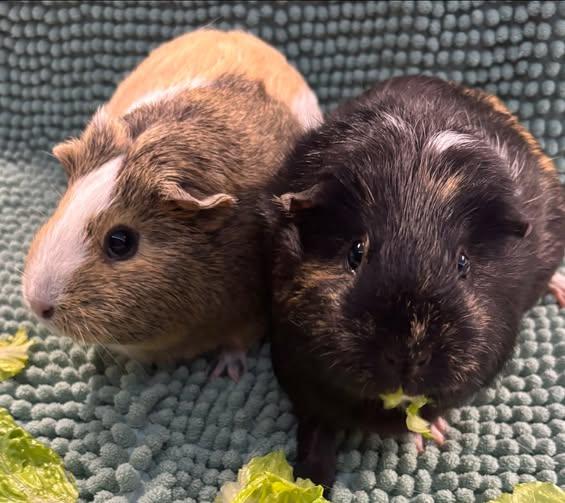 Bebe and Daisy, Adoptable, Young Female Guinea Pig.